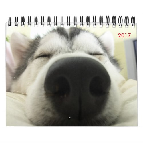 Siberian Husky Calendar