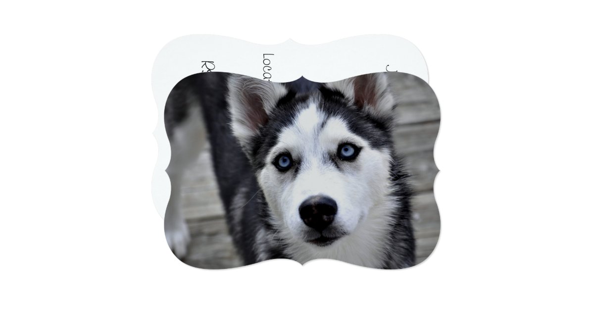 Siberian Husky Card | Zazzle