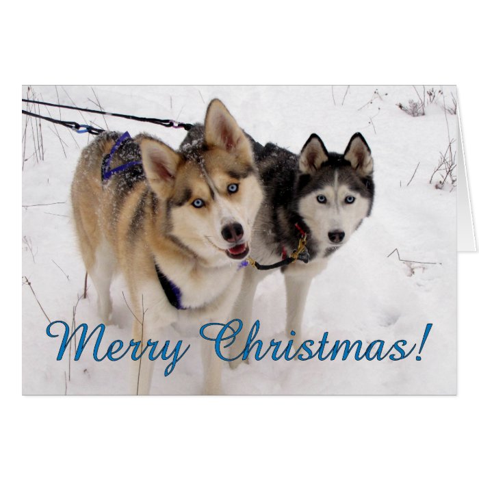 Siberian Husky Christmas Card