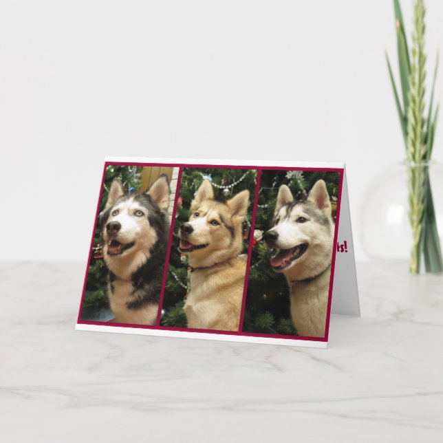 Siberian Husky Christmas Holiday Card (Front)