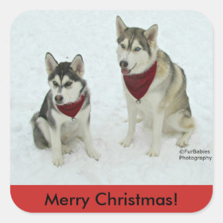 Siberian Husky Christmas sticker