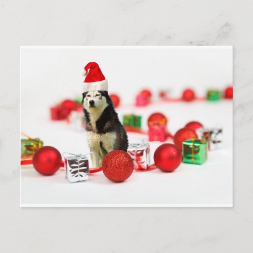 Siberian Husky Christmas with Ornament  Gift Box Holiday Postcard