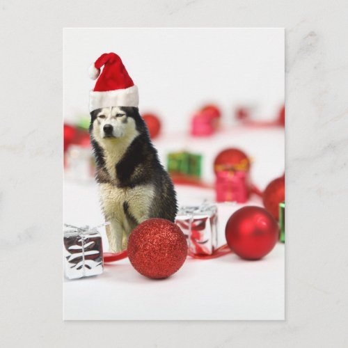 Siberian Husky Christmas with Ornament  Gift Box Holiday Postcard