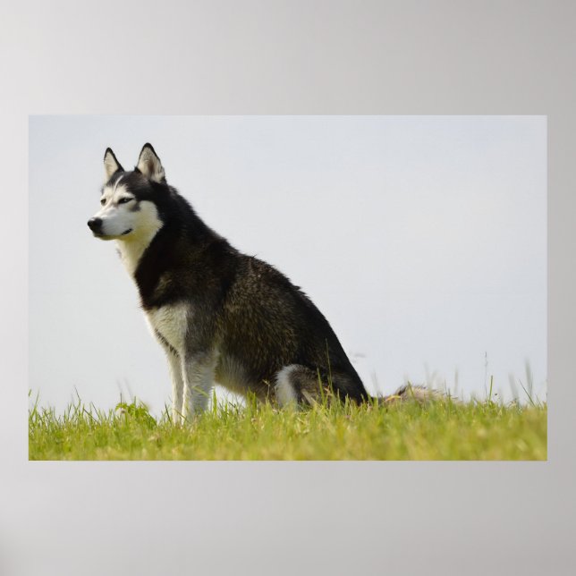 Siberian Husky Dog Beautiful Photography  Poster (Front)