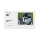 Siberian Husky Dog Business Card