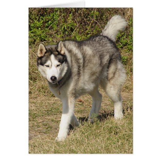Siberian Husky Dog Cards (Front)