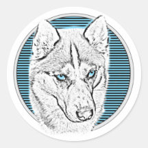 Siberian Husky Dog