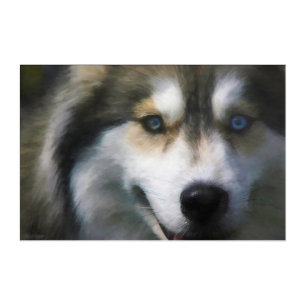SIBERIAN HUSKY DOG “FAR EYES” ACRYLIC PRINT