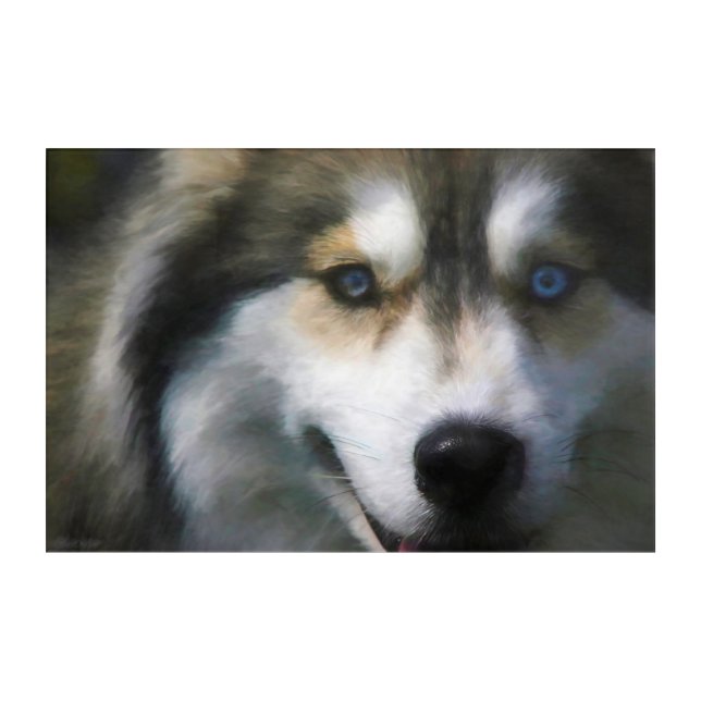 SIBERIAN HUSKY DOG “FAR EYES” ACRYLIC PRINT (Front)