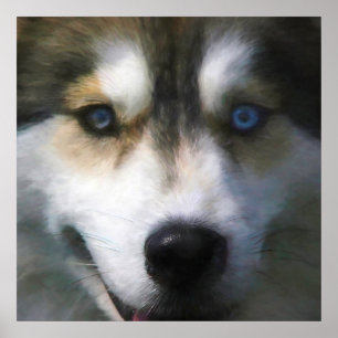 SIBERIAN HUSKY DOG “FAR EYES” POSTER