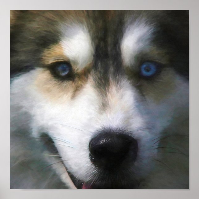 SIBERIAN HUSKY DOG “FAR EYES” POSTER (Front)