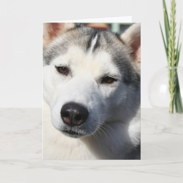 Siberian Husky Dog Greeting Card (Front)