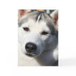 Siberian Husky Dog Greeting Card