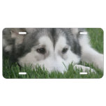 Siberian Husky Dog License Plate