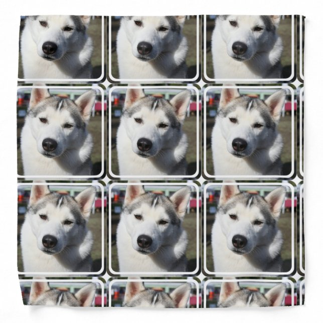 Siberian Husky Dog Photo Bandana (Front)