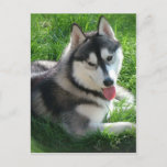 Siberian Husky Dog Postcard