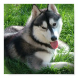 Siberian Husky Dog Print
