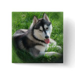 Siberian Husky Dog Square Pin