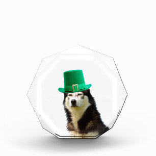 Siberian Husky Dog St. Patrick's day Acrylic Award