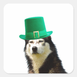 Siberian Husky Dog St. Patrick's day Square Sticker