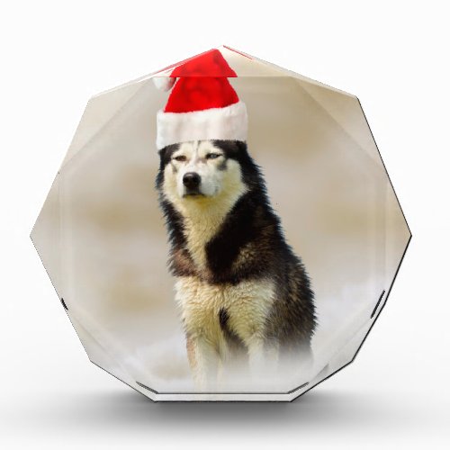 Siberian Husky Dog with Santa Hat in Snow Award