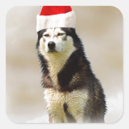 Siberian Husky Dog with Santa Hat in Snow Square Sticker