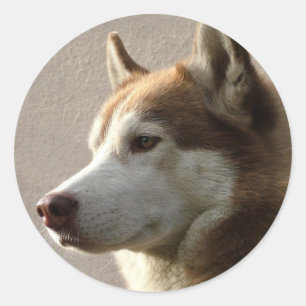 Siberian Husky Dogs Classic Round Sticker