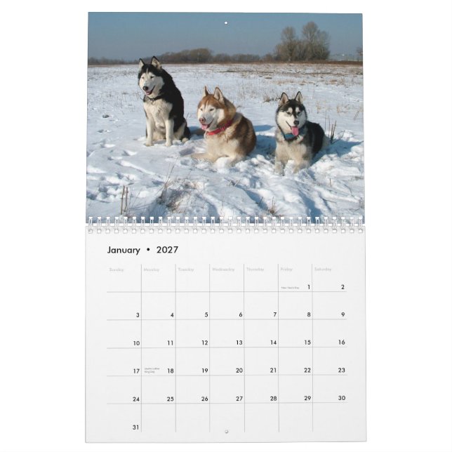 Siberian Husky Dogs Wall Calendar (Jan 2027)