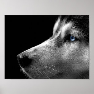 Siberian Husky Face Poster
