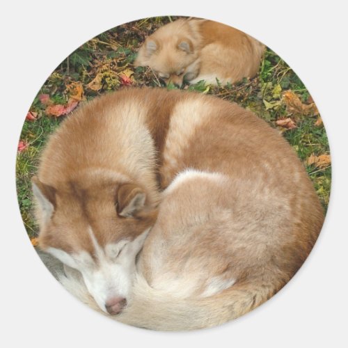Siberian Husky  German Klein Spitz Pomeranian Classic Round Sticker