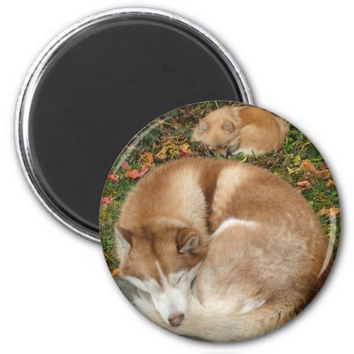Siberian Husky  German Klein Spitz Pomeranian Magnet