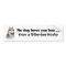 Siberian Husky Gorgeous Bumper Sticker
