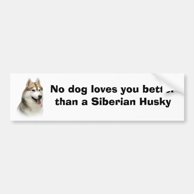 Siberian Husky Gorgeous Bumper Sticker (Front)