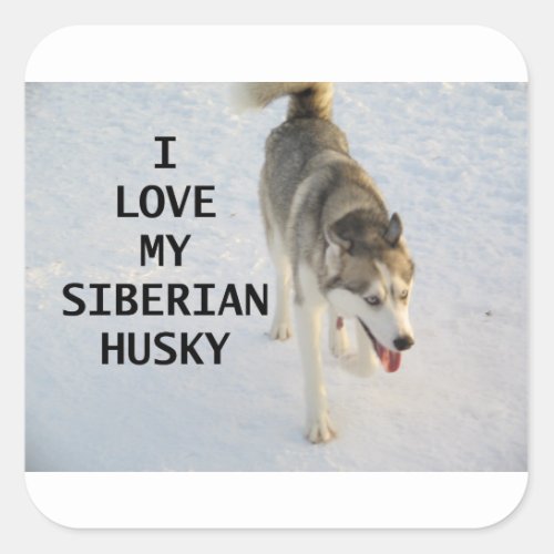 siberian husky gray and white love w pic square sticker