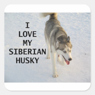 siberian husky gray and white love w pic square sticker
