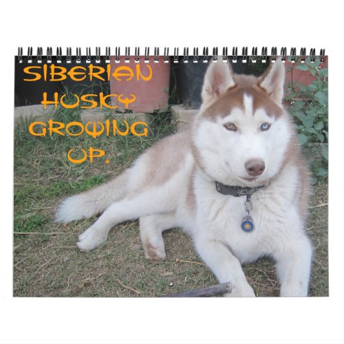 Siberian husky growing up calendar