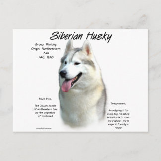 Siberian Husky History Design Postcard