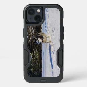 Siberian Husky In The Snow iPhone 13 Case