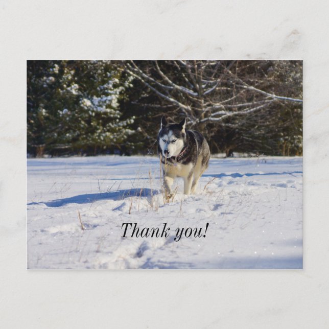 Siberian Husky In The Snow Thank You Postcard (Front)