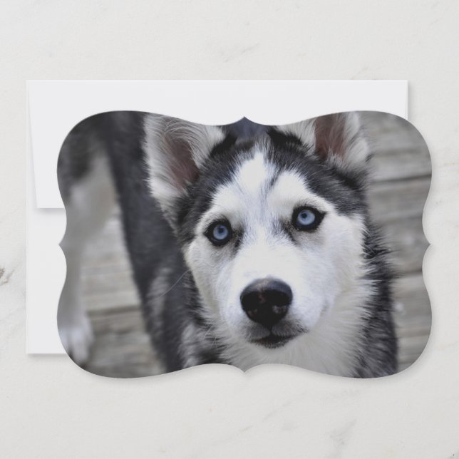 Siberian Husky Invitation (Front)