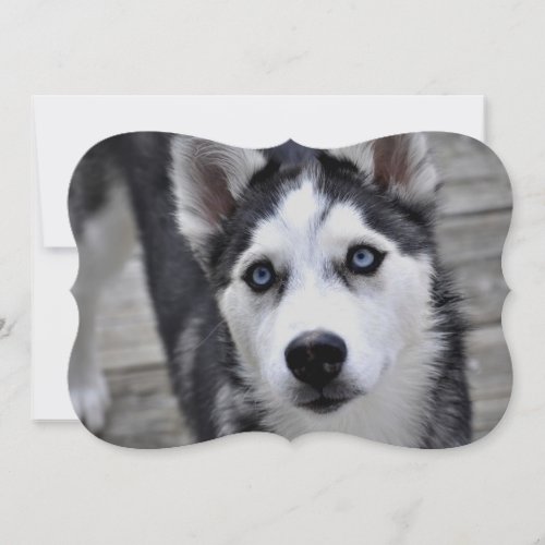 Siberian Husky Custom Announcements