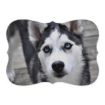 Siberian Husky Invitation