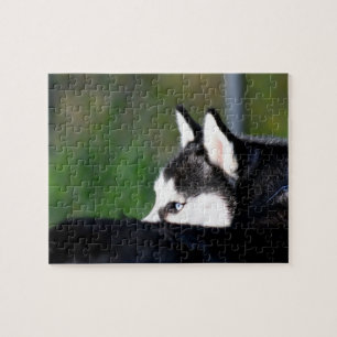 Siberian Husky Jigsaw Puzzle