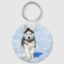 Siberian Husky