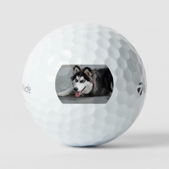 siberian husky laying first golf balls (Front)