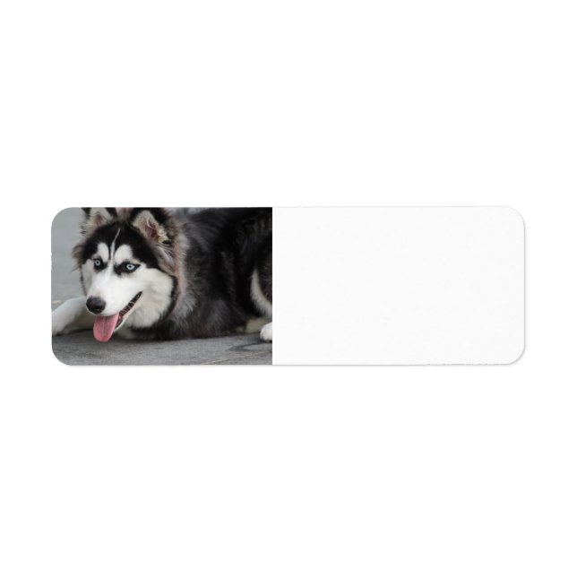 siberian husky laying first label (Front)