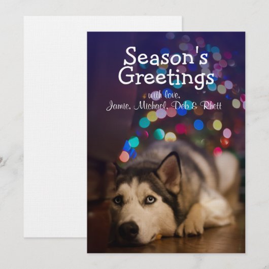 Siberian Husky laying on his favorite toy (Front/Back)