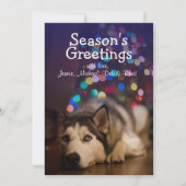 Siberian Husky laying on his favorite toy (Front)