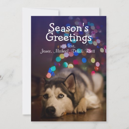 Siberian Husky laying on his favorite toy (Front)