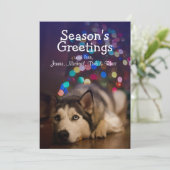 Siberian Husky laying on his favorite toy (Standing Front)